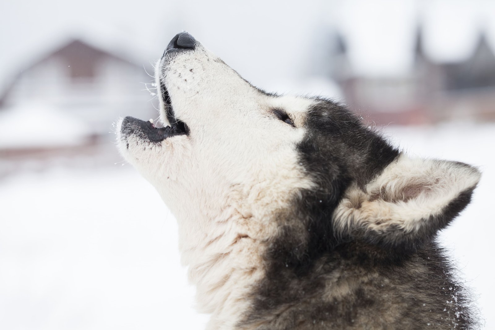 Why Huskies Howl, Bark, and Yowl: Decoding the "Singing Dog" 2 siberian husky dogs in the snow 2026 03 24 22 43 56 utc 1 1