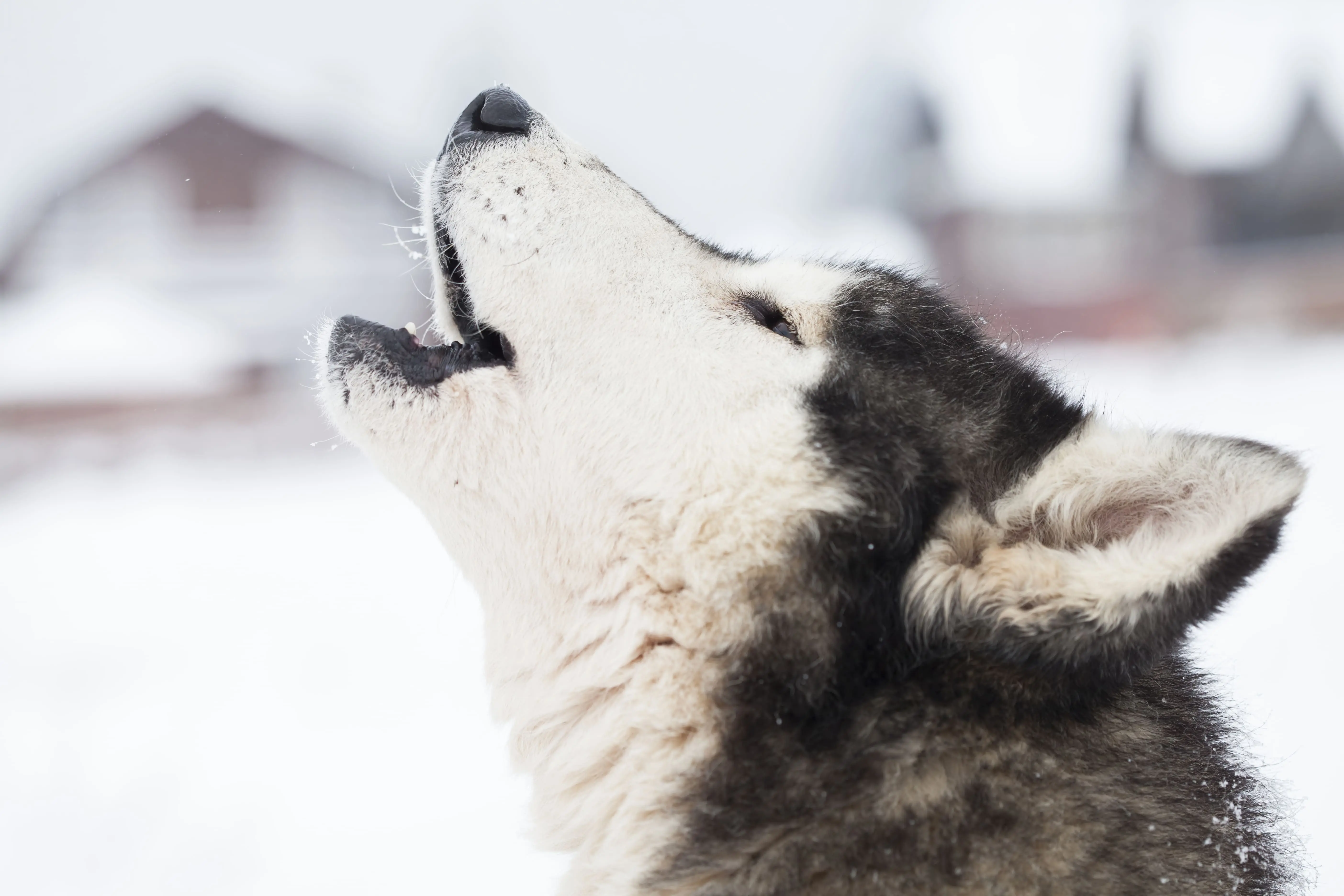 Why Huskies Howl, Bark, and Yowl: Decoding the "Singing Dog" 2 siberian husky dogs in the snow 2026 03 24 22 43 56 utc 1 1