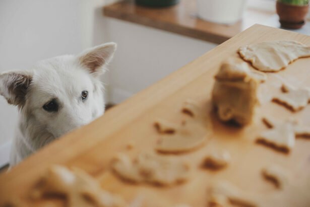 Dog looking at human food avoiding unhealthy treats seasonal diet