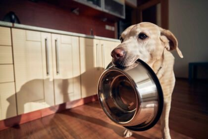 best dry dog food for large breeds: Dog holding empty bowl asking for food feeding routine habits