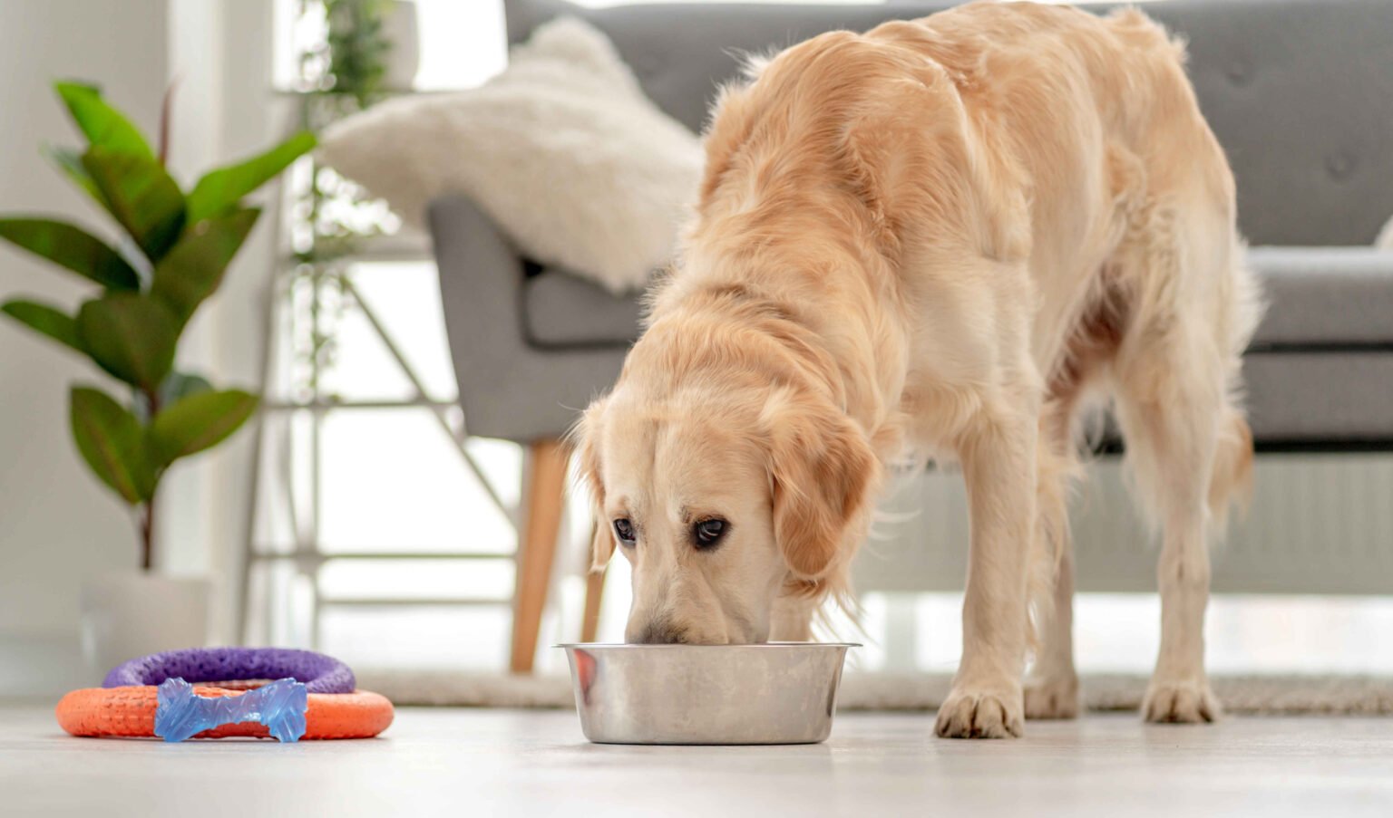 Best Soft Dog Food for Senior Dogs: Complete Nutrition & Feeding Guide 1 best soft dog food for senior dogs: Senior golden retriever eating soft dog food from a bowl at home
