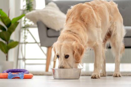 best soft dog food for senior dogs: Senior golden retriever eating soft dog food from a bowl at home