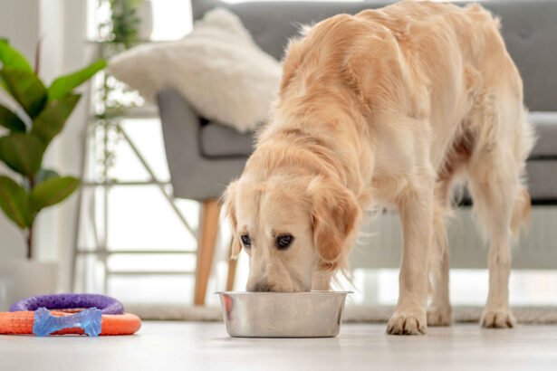 best soft dog food for senior dogs: Senior golden retriever eating soft dog food from a bowl at home