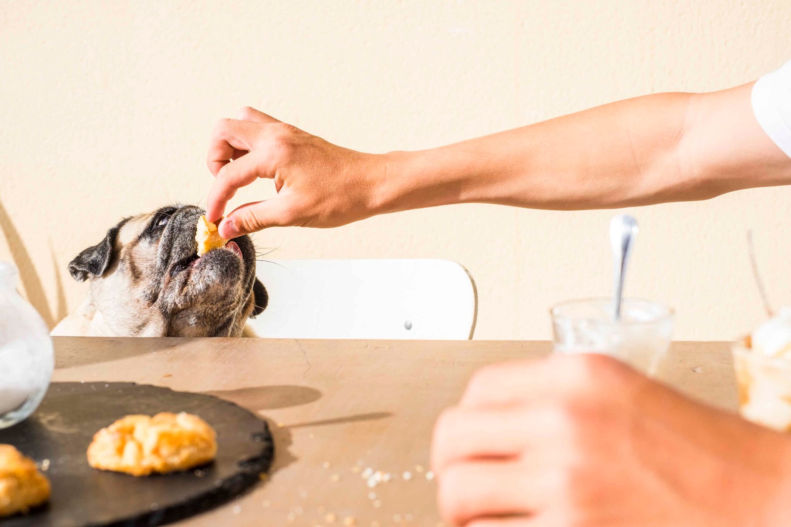 Hand feeding easy homemade dog treats