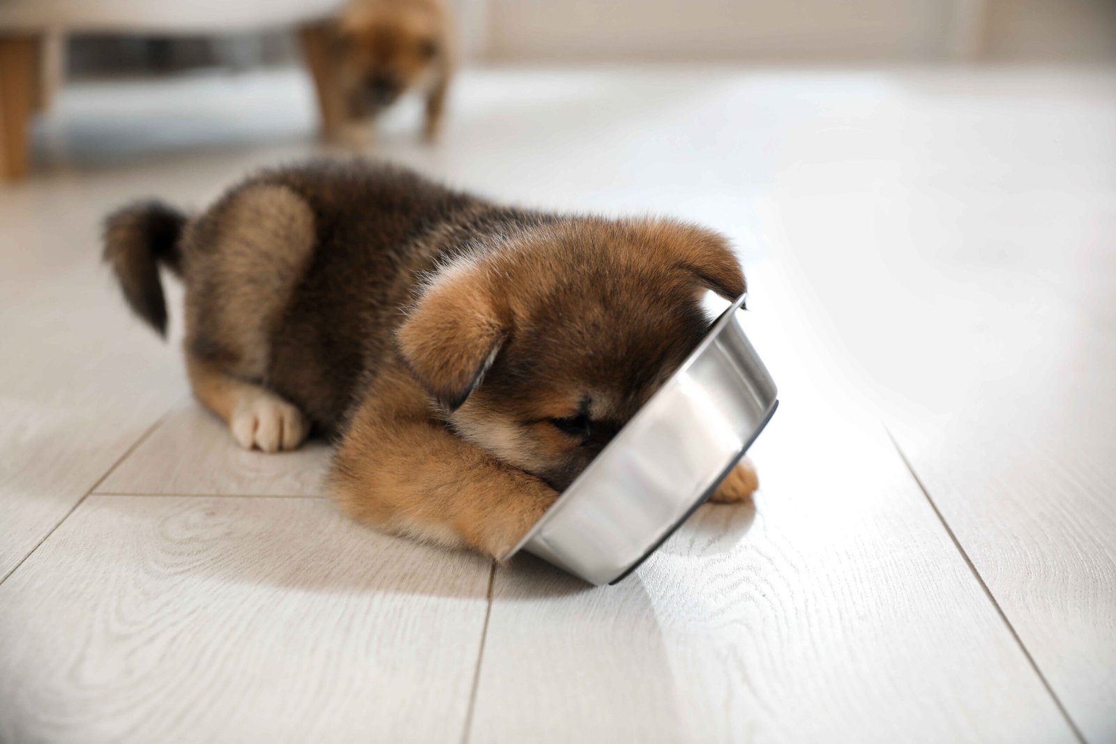 A playful puppy eagerly eating from a metal bowl