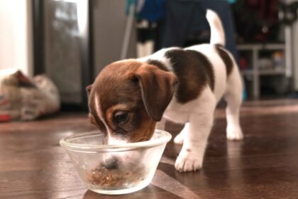 Best Puppy Food for Sensitive Stomachs: puppy eating food from bowl sensitive stomach diet digestion