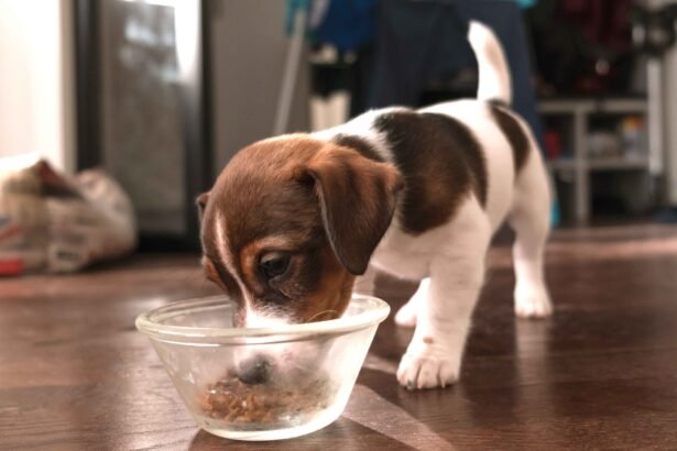 Best Puppy Food for Sensitive Stomachs: puppy eating food from bowl sensitive stomach diet digestion