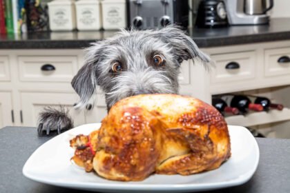 what foods are safe for dogs: Dog looking at roasted chicken avoid fatty human food diet