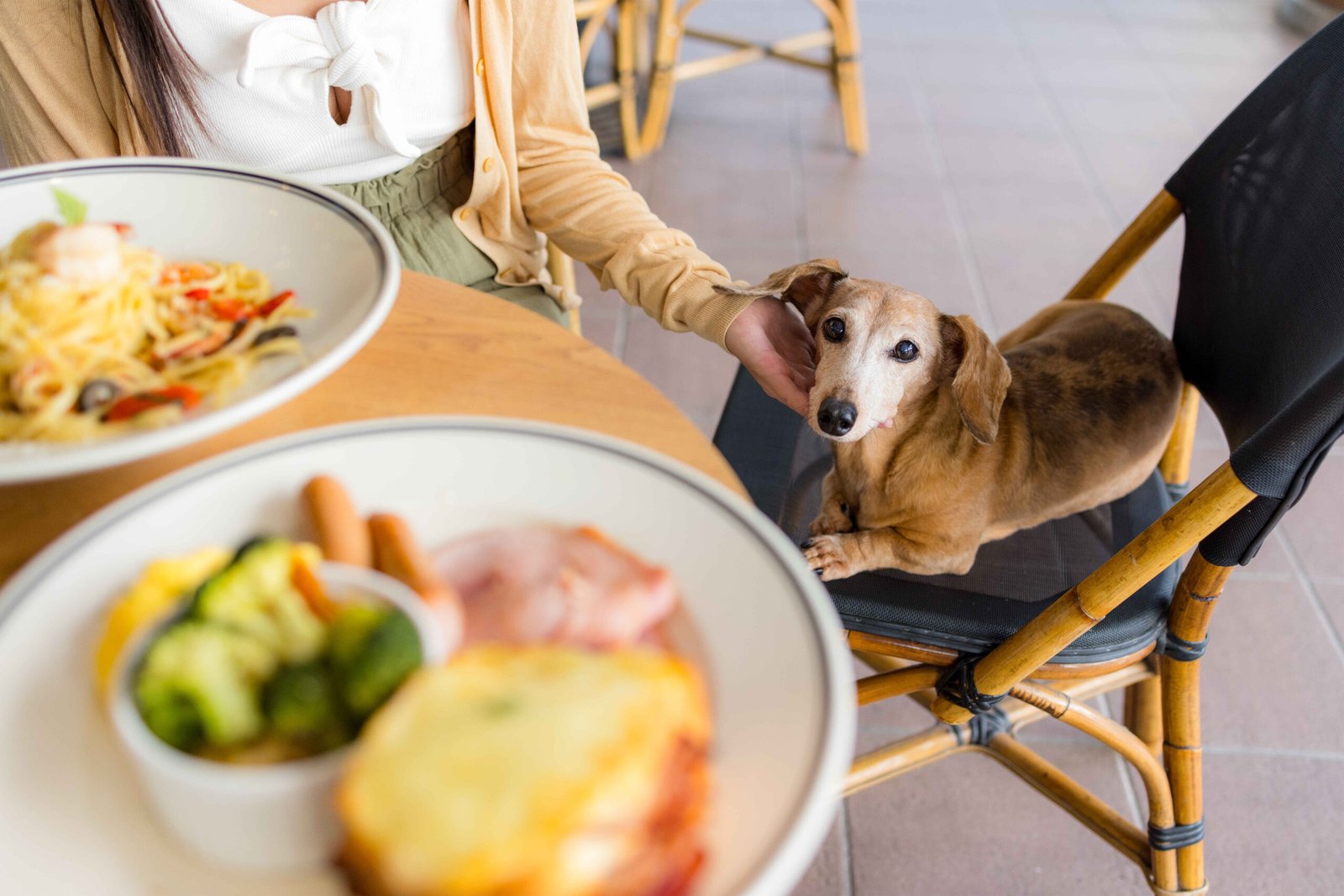 Dog sitting at table with human food managing diet habits
