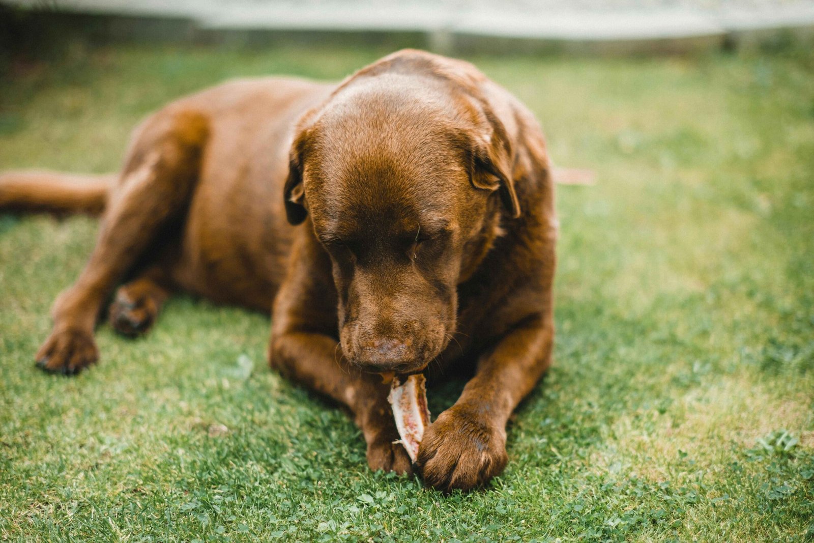 Best Soft Dog Food for Senior Dogs: Complete Nutrition & Feeding Guide 2 A senior dog enjoying an easy-to-chew soft food treat