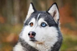 When do Husky puppies' eyes change color? Husky with one blue eye and one brown eye