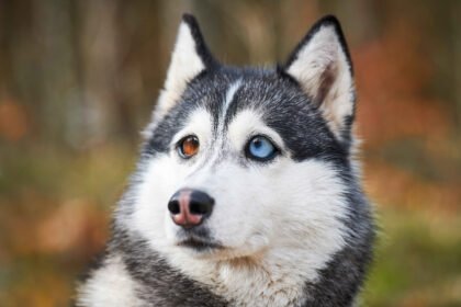 When do Husky puppies' eyes change color? Husky with one blue eye and one brown eye