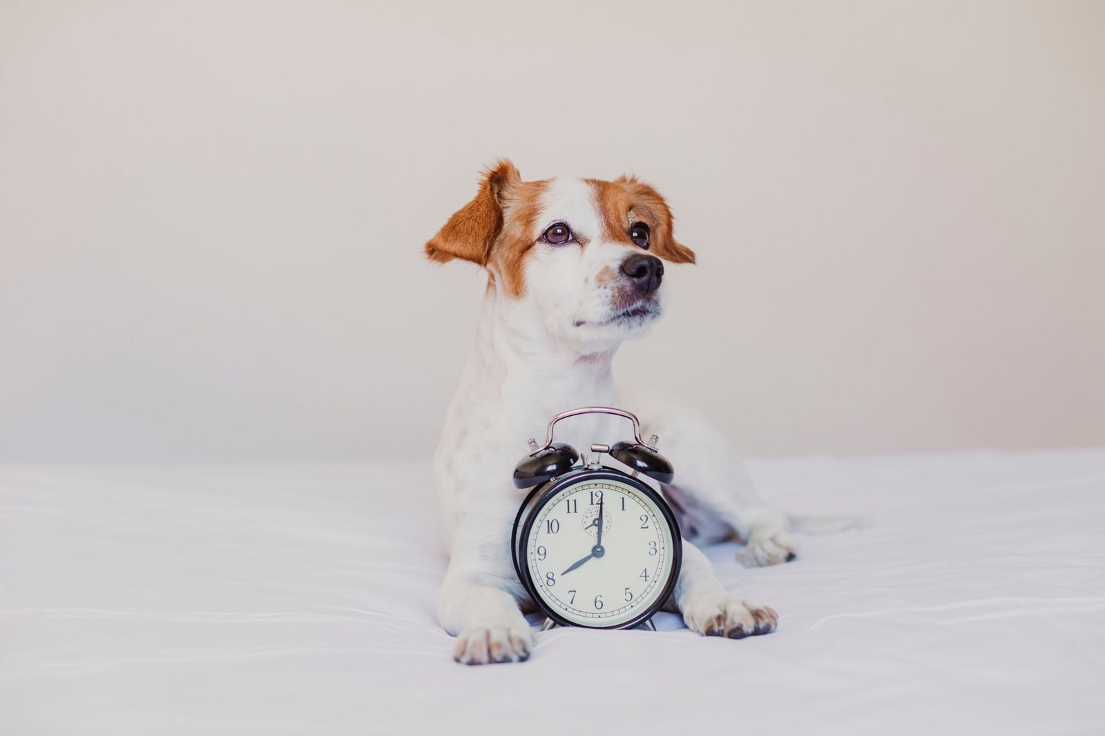 Do Dogs Understand Time? The Fascinating Scientific Truth 2 Small white and brown dog lying on a bed with a classic alarm clock placed in front of its paws, looking alert to the side.