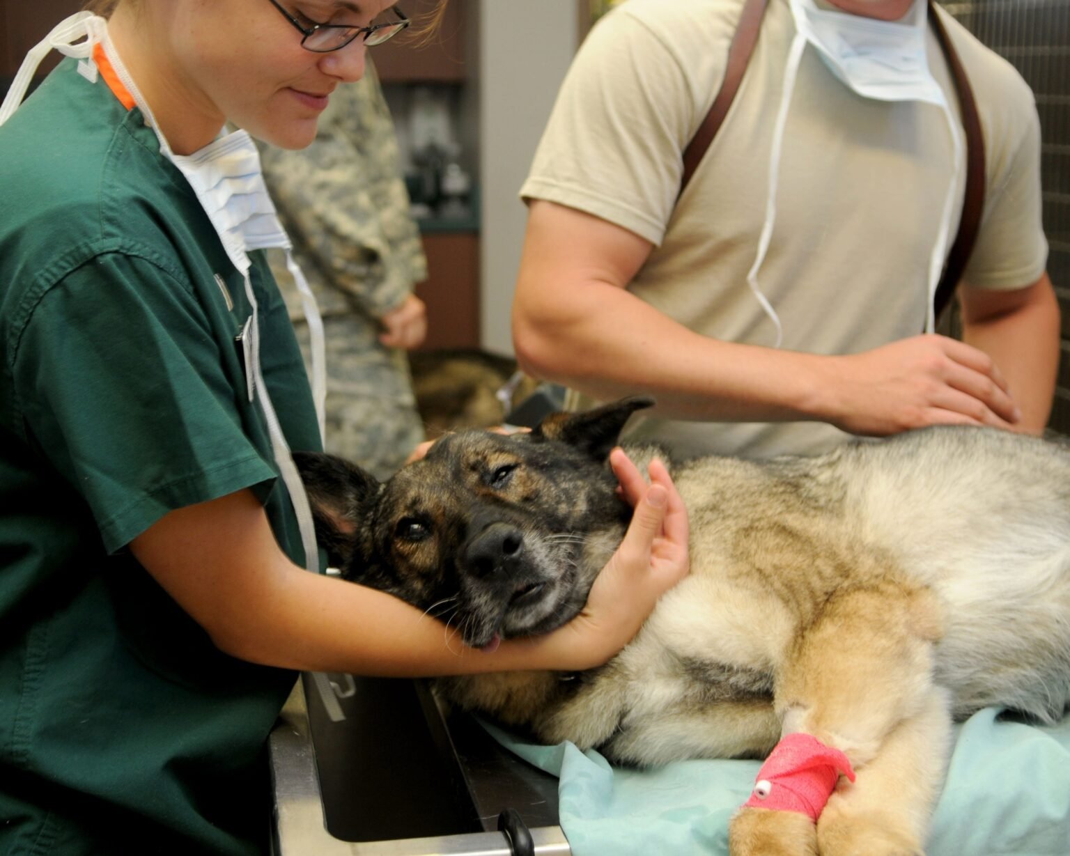 how can i tell if my dog is sick? Veterinarian examining a sick dog in a clinic while providing medical care