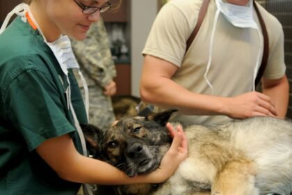 how can i tell if my dog is sick? Veterinarian examining a sick dog in a clinic while providing medical care