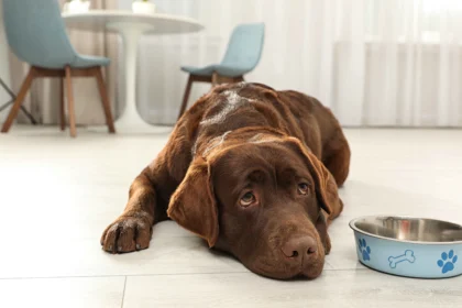 dog not eating or drinking - Labrador dog lying on floor next to food bowl refusing to eat or drink