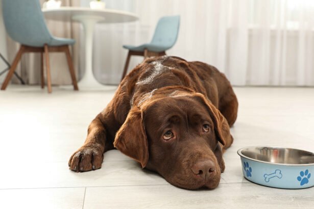dog not eating or drinking - Labrador dog lying on floor next to food bowl refusing to eat or drink