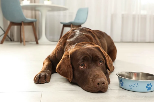 dog not eating or drinking - Labrador dog lying on floor next to food bowl refusing to eat or drink
