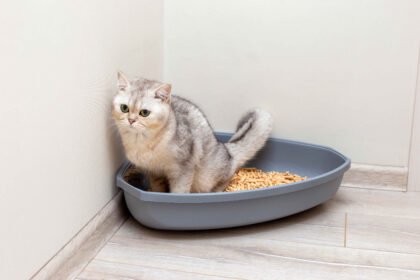 Best Cat Food for Urinary Health: Gray British Shorthair cat sitting in a litter box in a clean indoor corner
