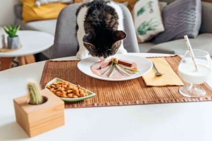 Best Cat Food for feral cats should include protein-rich meat-based meals and balanced nutrition