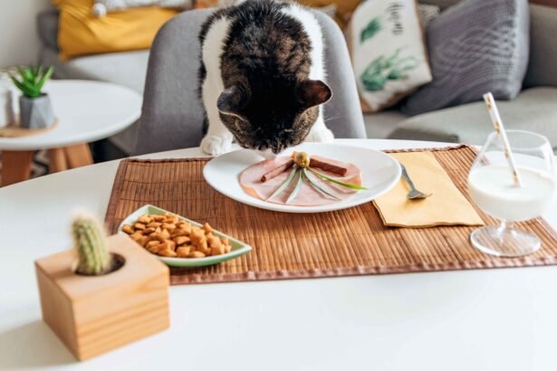 Best Cat Food for feral cats should include protein-rich meat-based meals and balanced nutrition