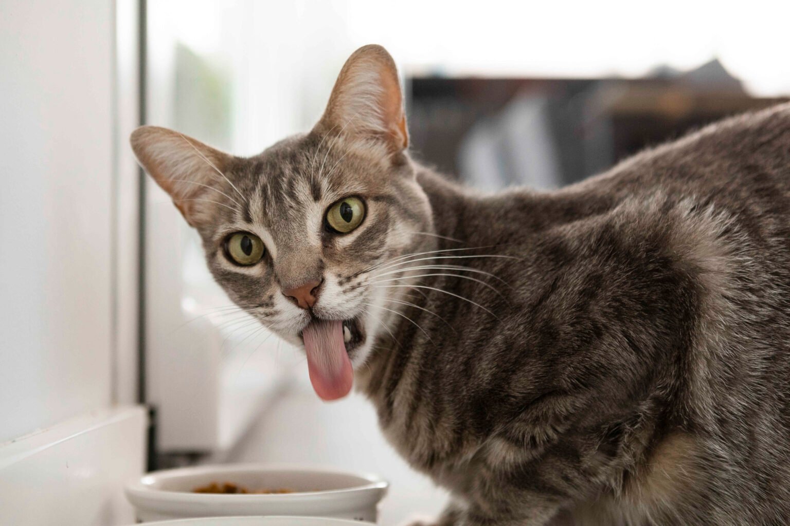 Best Cat Food for Sensitive Stomach should feature gentle, easily digestible ingredients for cats with digestive issues
