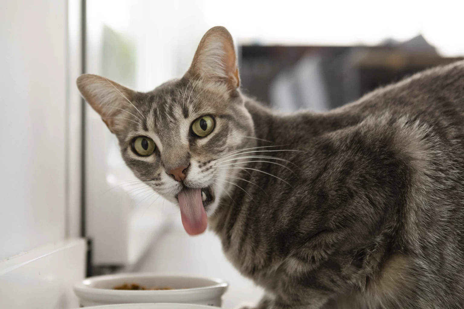 Best Cat Food for Sensitive Stomach: How to Choose the Right Diet for Digestive Health 1 Best Cat Food for Sensitive Stomach should feature gentle, easily digestible ingredients for cats with digestive issues