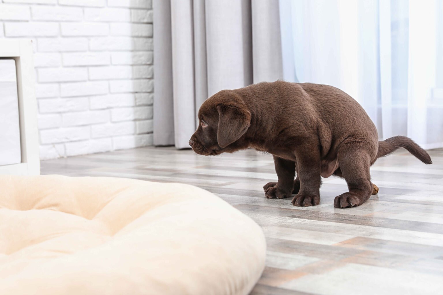 A chocolate Labrador puppy squatting on a tiled floor near a dog bed indoors. How to potty train your puppy