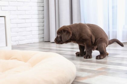 A chocolate Labrador puppy squatting on a tiled floor near a dog bed indoors. How to potty train your puppy