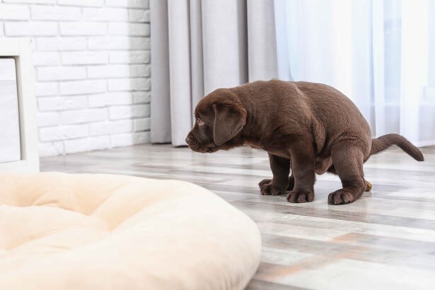 A chocolate Labrador puppy squatting on a tiled floor near a dog bed indoors. How to potty train your puppy