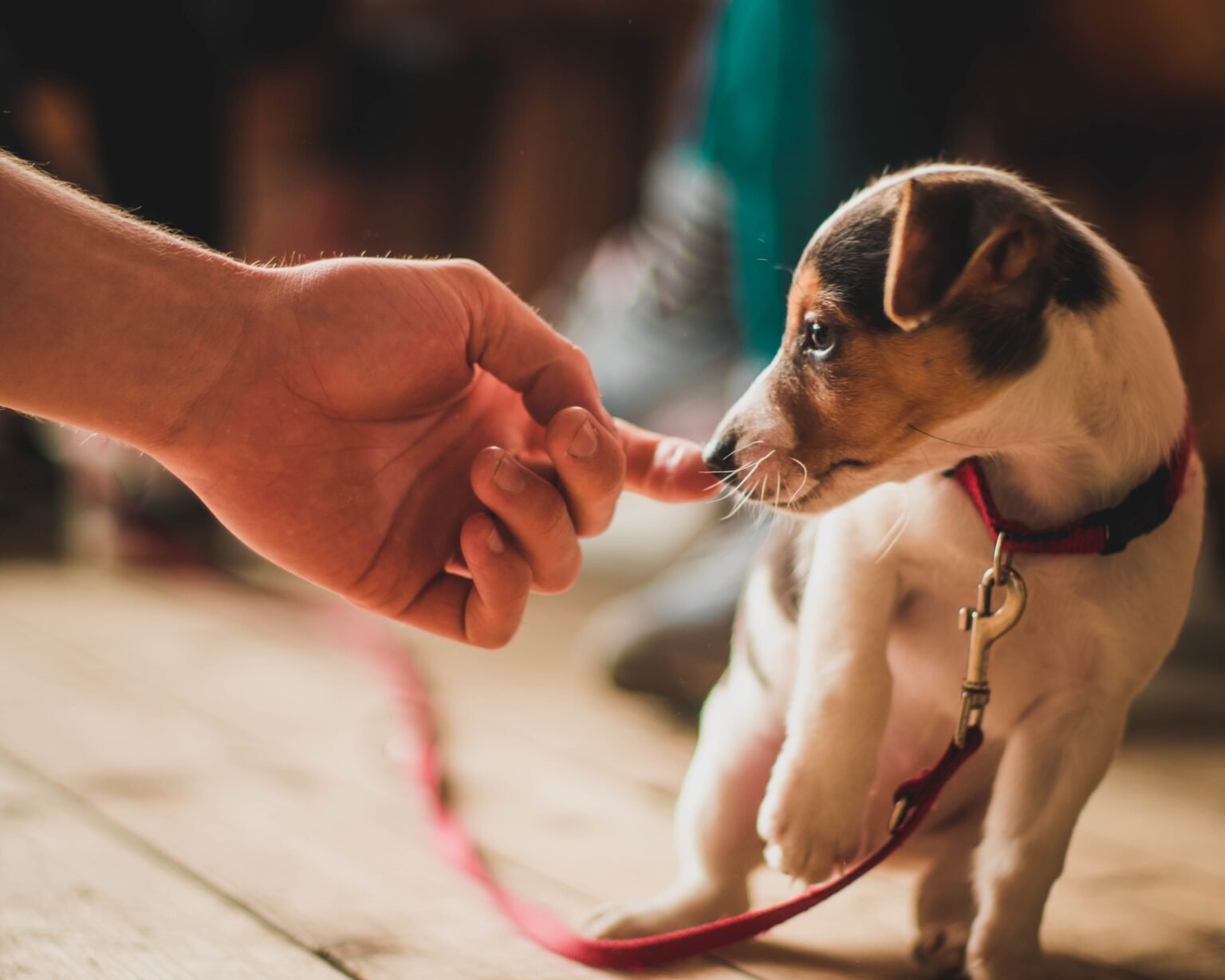 Small puppy gently touching a human finger while wearing a red leash indoors. puppy training mistakes
