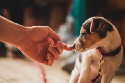 Small puppy gently touching a human finger while wearing a red leash indoors. puppy training mistakes