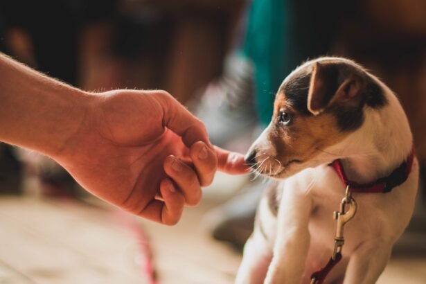 Small puppy gently touching a human finger while wearing a red leash indoors. puppy training mistakes