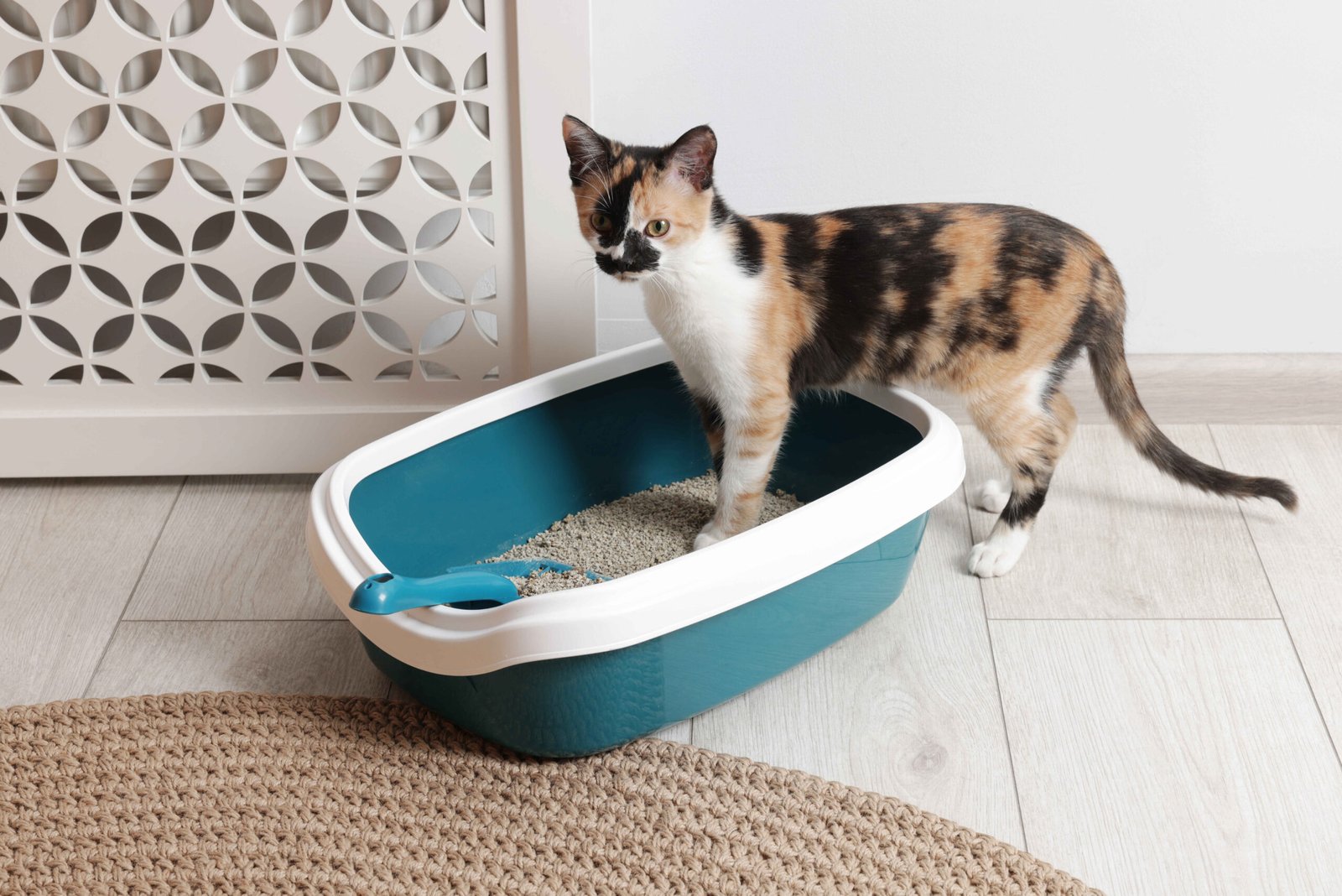 how often to clean a cat litter box