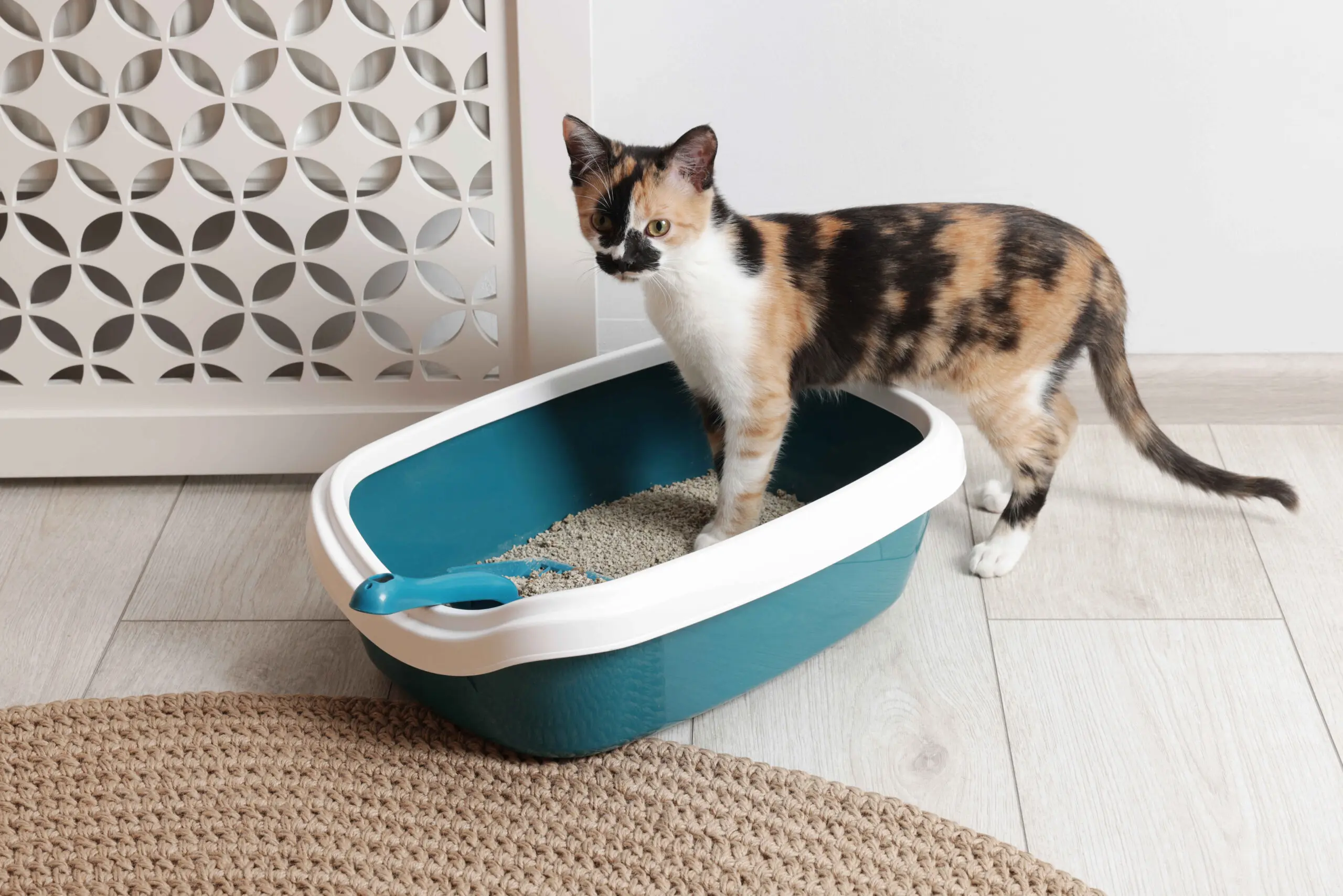 A calico cat standing inside a clean litter box