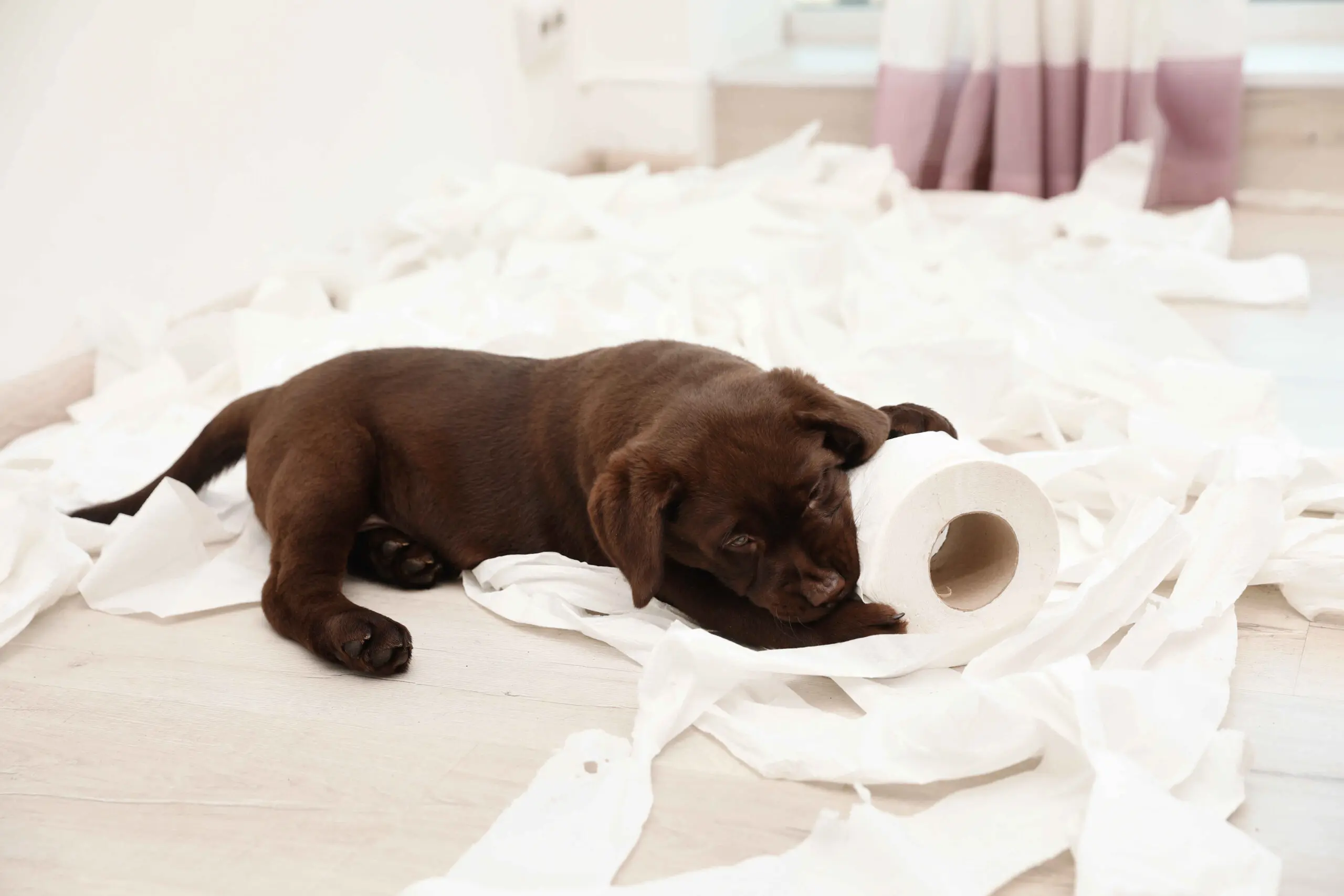 A chocolate Labrador puppy lying on the floor surrounded by shredded toilet paper, holding a roll in its paws.