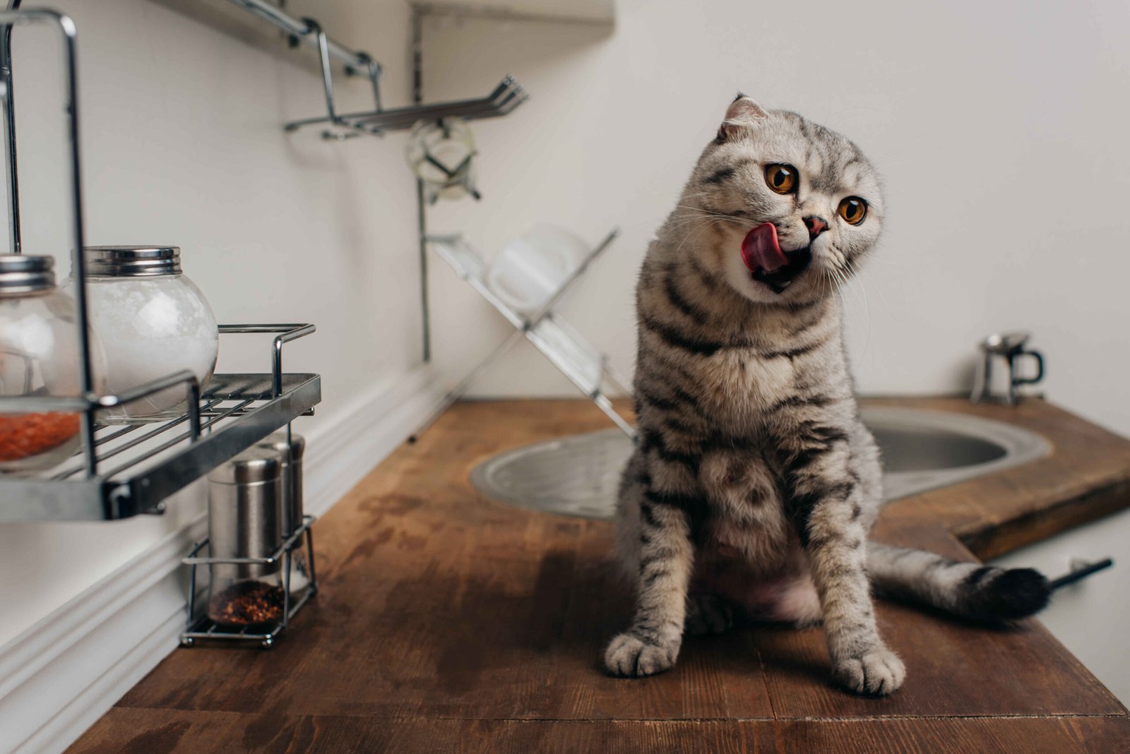 How to Stop a Cat from Biting: Expert Solutions and Causes 2 A Gray Scottish Fold cat showing warning signs before cat biting behavior