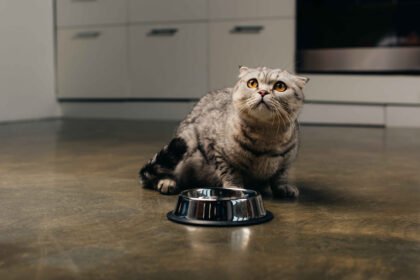 Best Cat Food for Weight Loss: Scottish Fold cat sitting on kitchen floor looking up beside metal food bowl