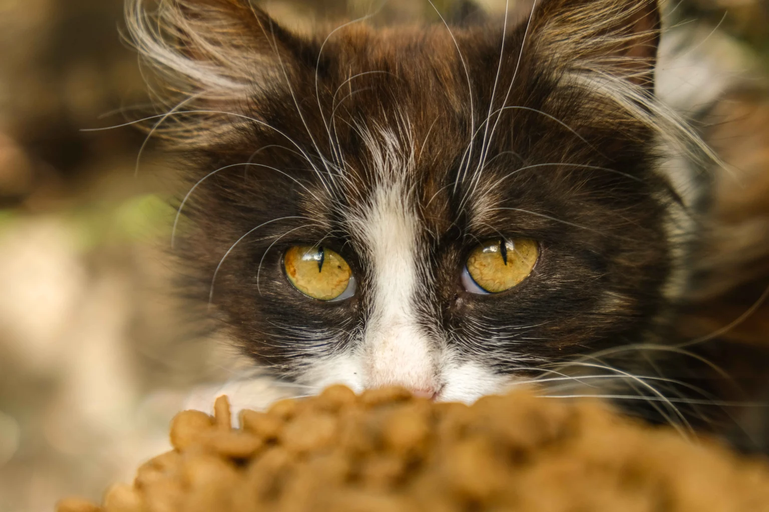 Best Food for Feral Cats includes high-protein dry kibble and nutritionally balanced outdoor cat food
