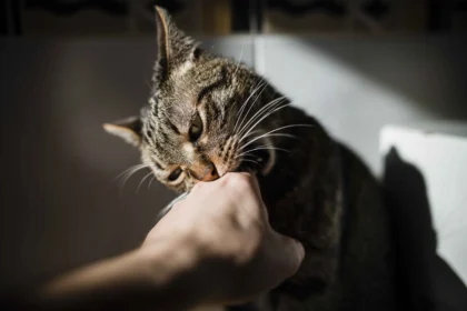 How to Stop a Cat from Biting: tabby cat biting owner’s hand during aggressive or overstimulated behavior