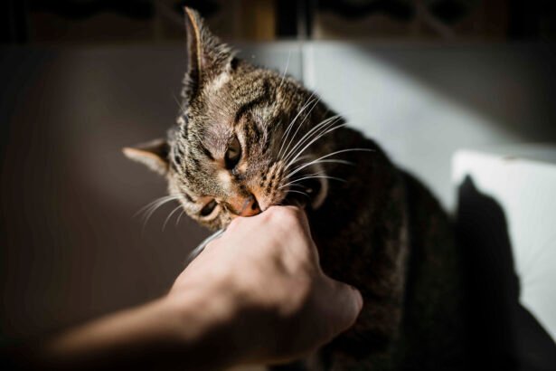 How to Stop a Cat from Biting: tabby cat biting owner’s hand during aggressive or overstimulated behavior