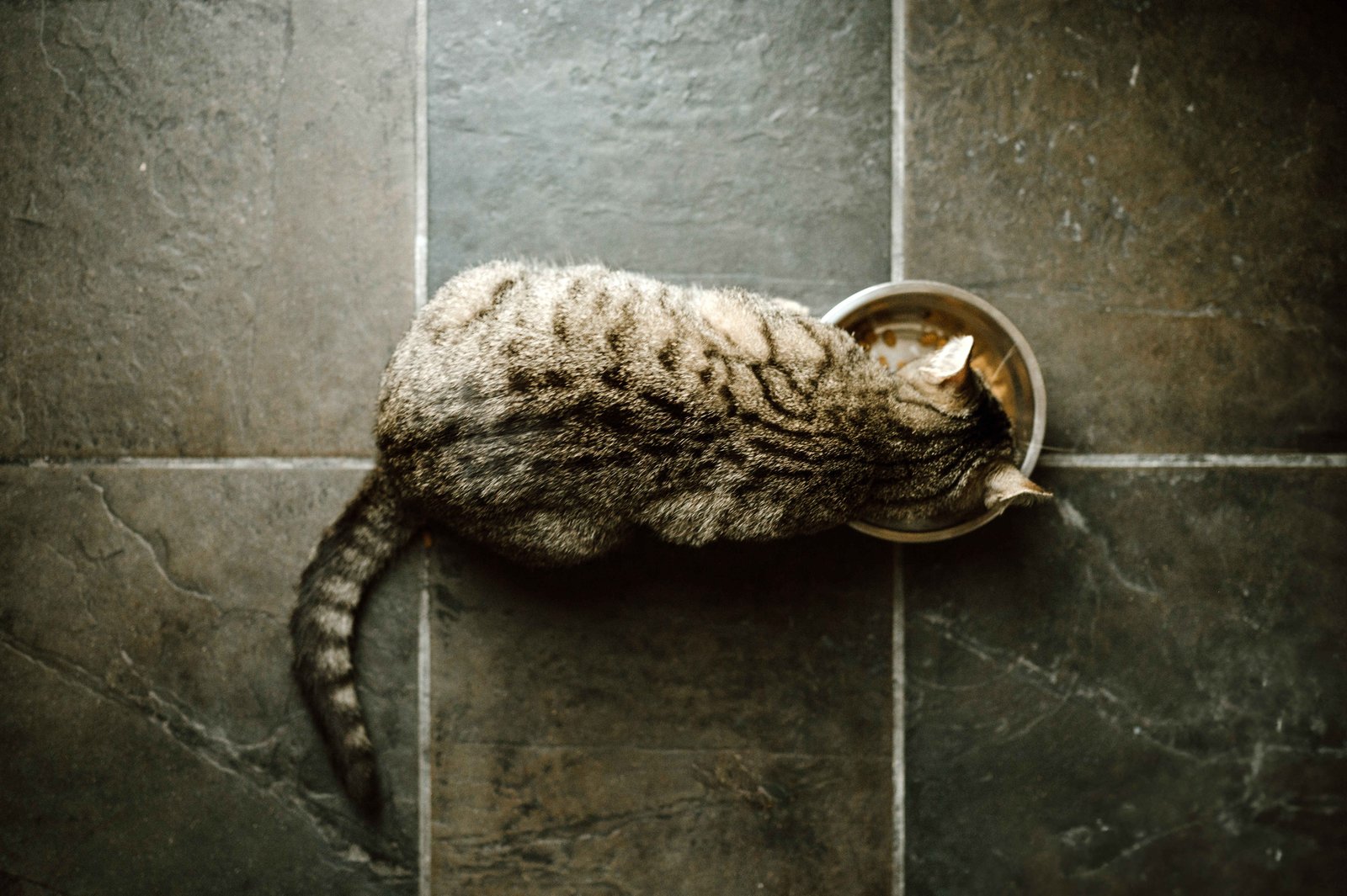Common ingredients to avoid for digestive-sensitive cats include artificial additives, fillers, and hard-to-digest proteins