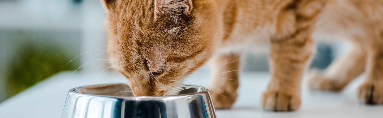 An orange tabby cat eating from a metal bowl, representing portion control for overweight cats