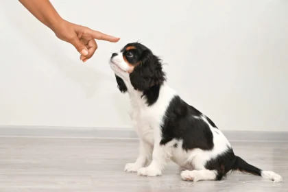 Puppy Training for Weeks 9-12: cavalier king charles spaniel puppy learning training commands from owner