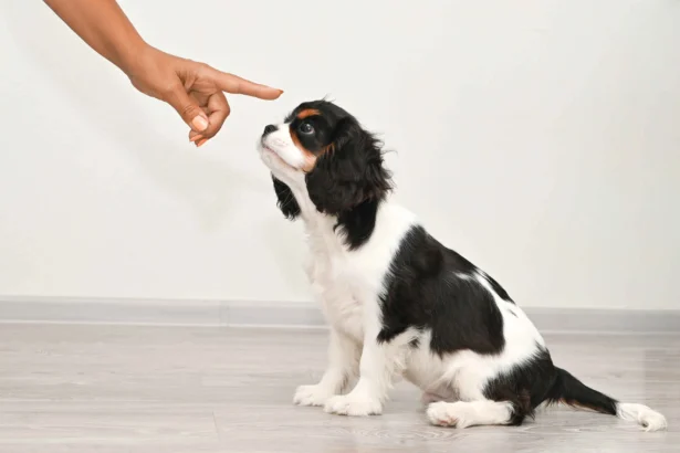 Puppy Training for Weeks 9-12: cavalier king charles spaniel puppy learning training commands from owner