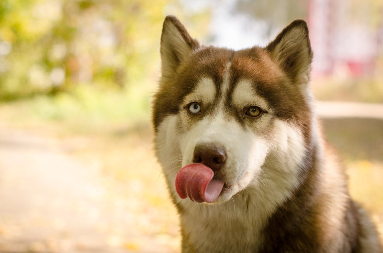why do dogs lick their nose husky dog licking nose close up outdoors