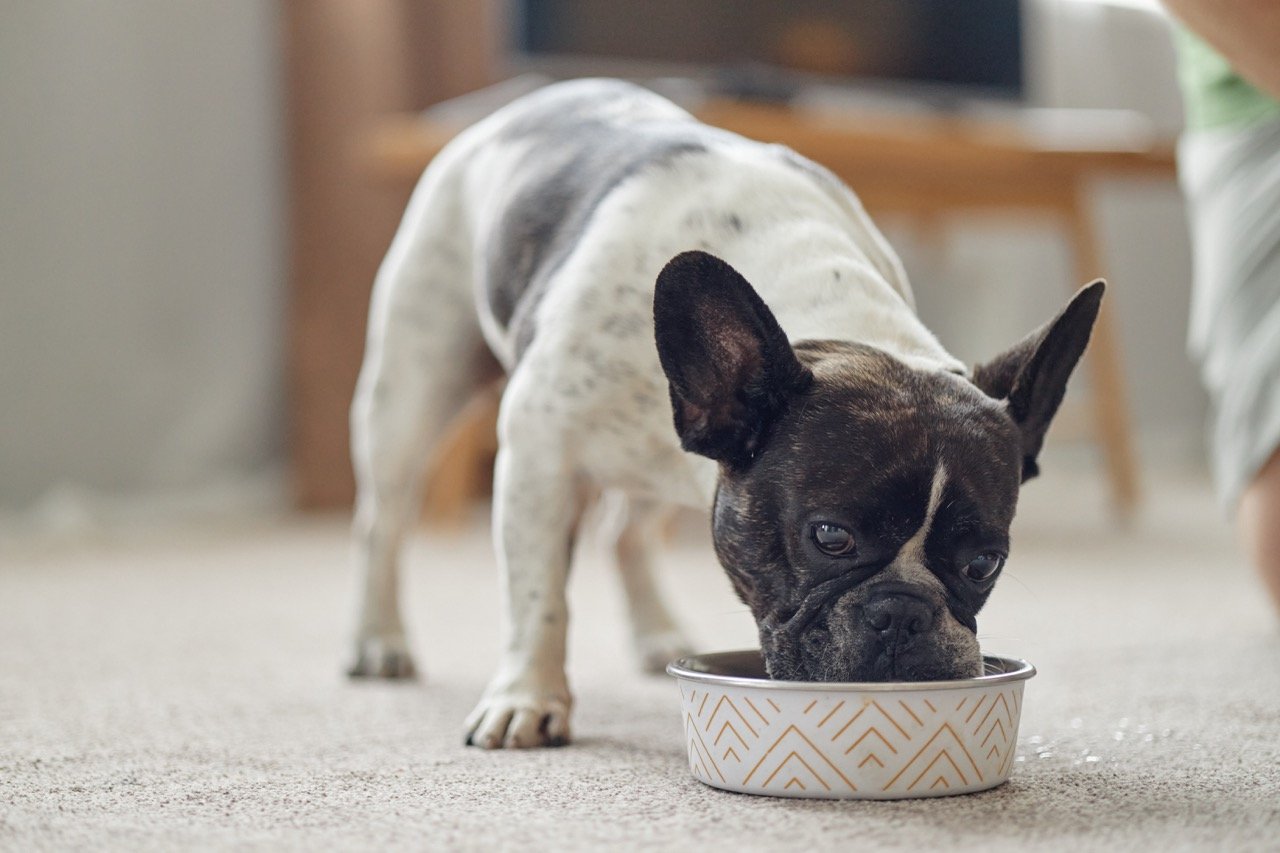 Best diet for preventing dog skin problems shown with dog eating healthy food from bowl indoors