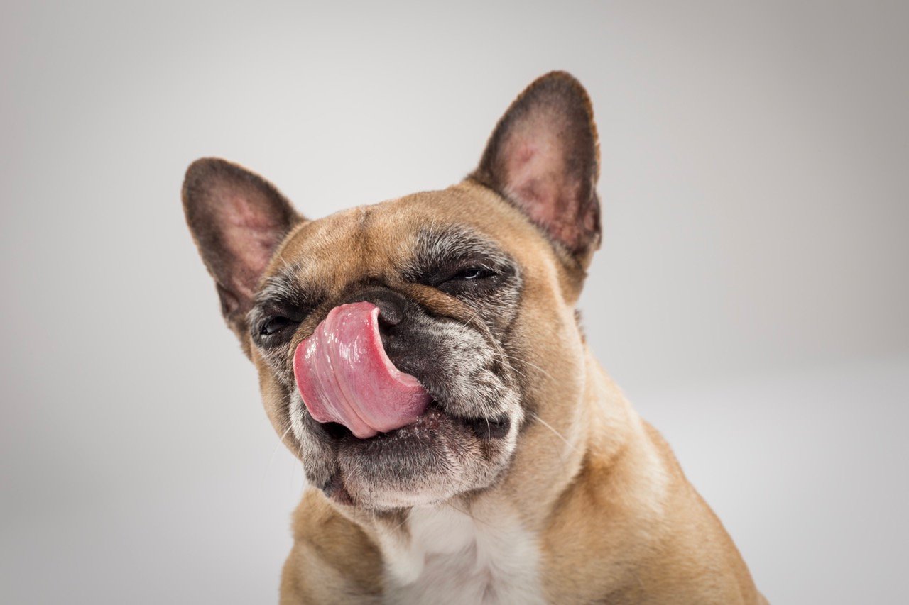 why do dogs lick their nose french bulldog licking nose close up isolated background