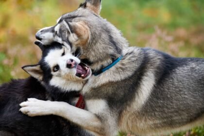 Two Siberian Huskies play fighting showing natural behavior in do huskies play rough discussion