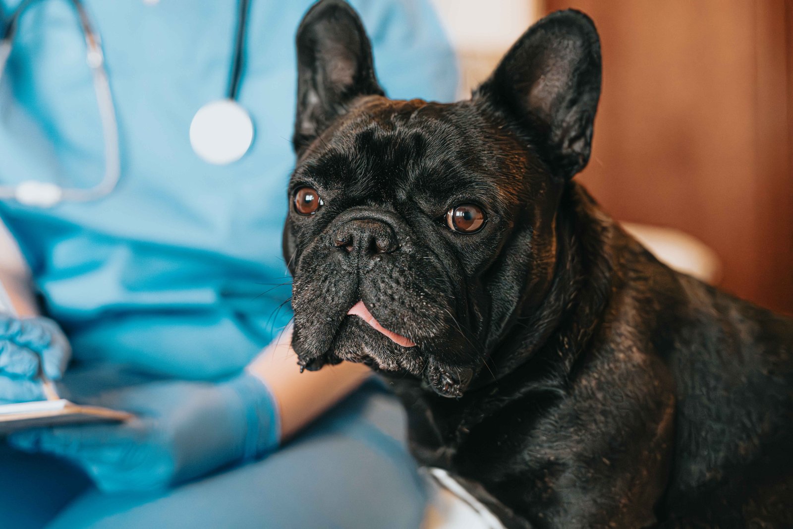 dog health preventive care vet checkup french bulldog veterinary exam routine dog health care